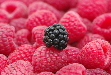 raspberry background
