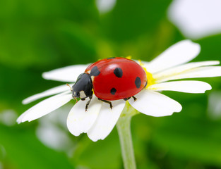 ladybug