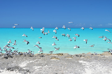 Fototapeta na wymiar Seagulls at the coast of Little Exuma, Bahamas