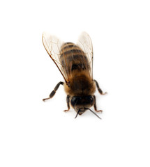 bee isolated