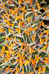 Bird of paradise flowers (Strelitzia) bouquet