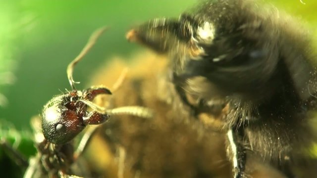 The fight ant and bee