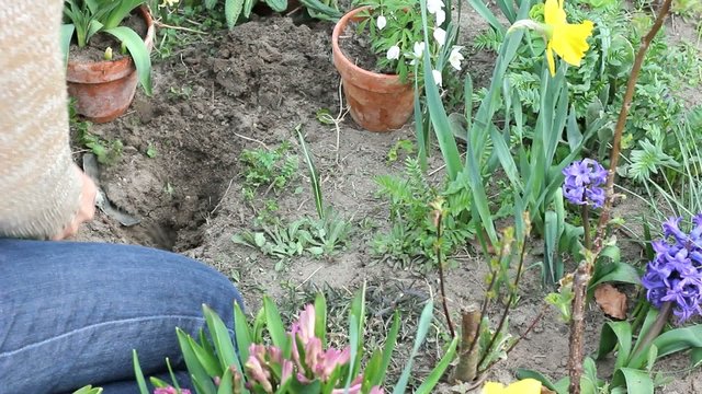 Einpflanzen von Blumen