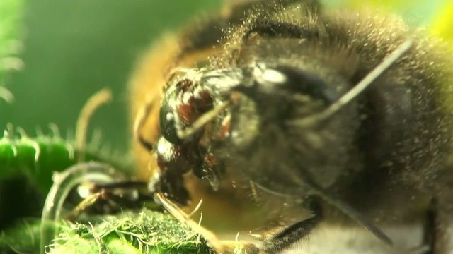 The fight ant and bee