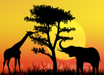 Giraffe and elephant in National park.  Africa savanna.