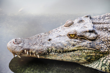 Wild reptile crocodile head