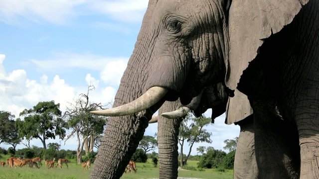 Stoßzähne eines Elefanten