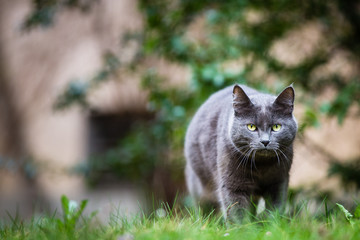 Cat outdoors on a green lawn, walking towards you