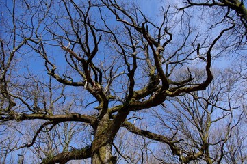 Le chêne des Hindrés