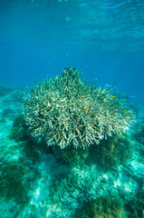 Fototapeta na wymiar Gałęzie Coral