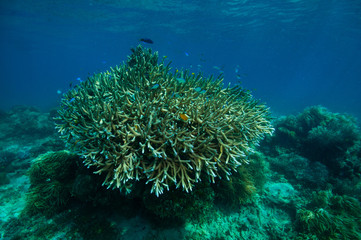 Fototapeta na wymiar Gałęzie Coral