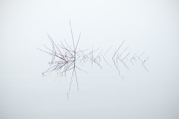 shrubs reflected in the water of the lake with fog