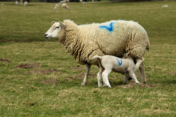 Lamb feeding from mother