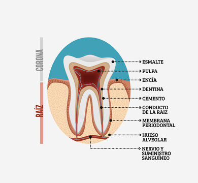 Anatomía de un diente en Español