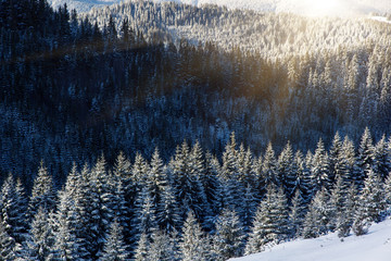 Obraz premium winter