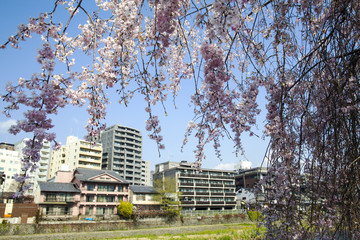 Sakura seaskon in Kyoto, Japan