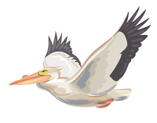 Pelican
