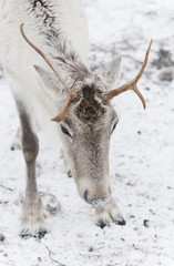 Closeup of a head of white reindeer