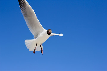 Möwe am blauen Himmel