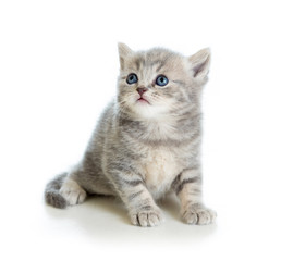 Fototapeta na wymiar cute kitten samodzielnie na białym tle
