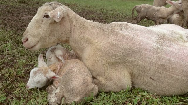 Schaf, Mutter mit L&auml;mmern
