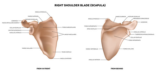 Shoulder blade (scapula)