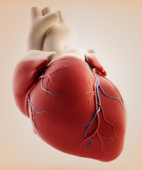 hman heart - 3d render