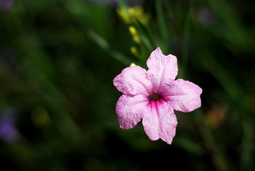 Obraz premium Alone pink flower
