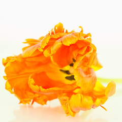 Fototapeta na wymiar Tulipan Parrot pomarańczowy