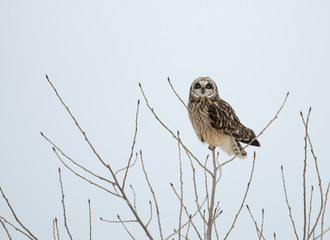 Short-eared owl