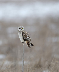 Short-eared owl