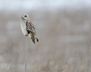Short-eared owl