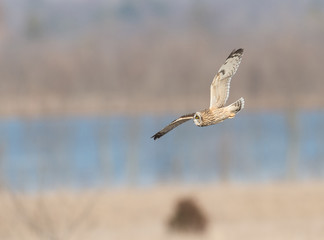 Short-eared owl