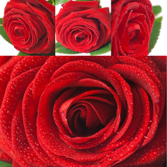 Collage red roses - Collage rose rosse