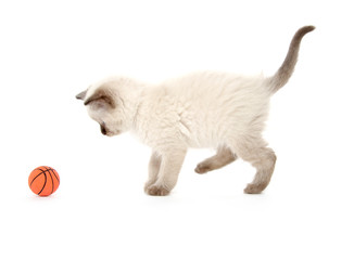 Obraz premium cute kitten playing