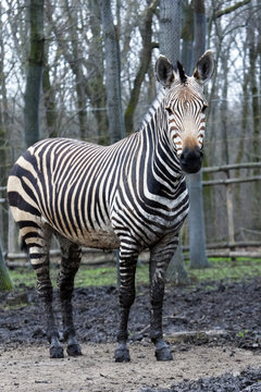 Fototapeta Hartmann's mountain zebra (Equus zebra hartmannae)