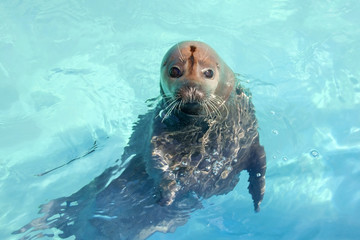 Harbor seal (Phoca vitulina) in the water