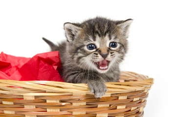 Fototapeta na wymiar Cute kitten crying