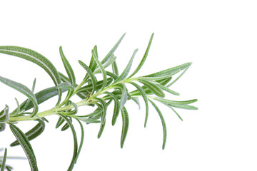 rosemary