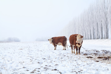 two cows on winter pasture