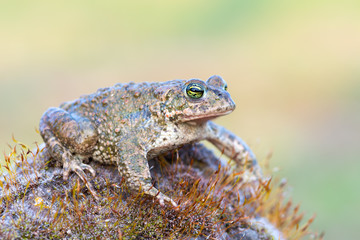 Bufo calamita