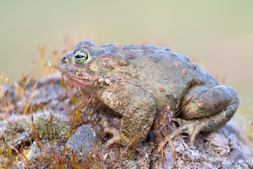 Bufo calamita