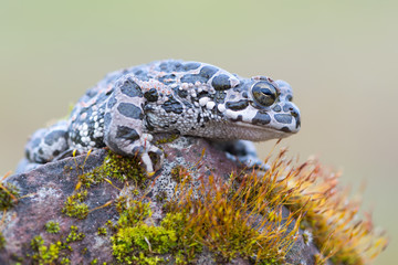 Bufo virdis