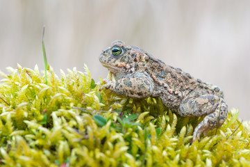 Bufo calamita