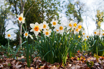 narcissus flowers.