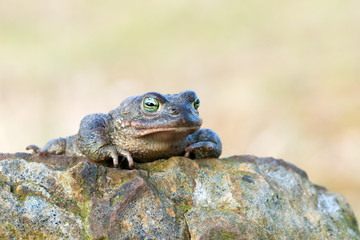 Bufo calamita