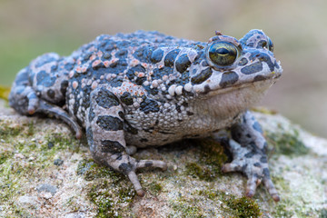Bufo virdis
