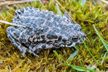 Bufo virdis