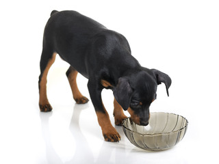Miniature Pinscher