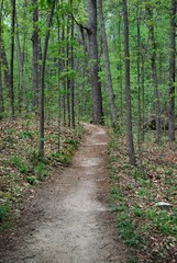 Woodland nature trail hiking path through trees